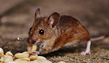 24 Hour & Emergency Exterminators in Holiday City, OH